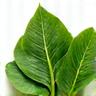 Daun bayam segar